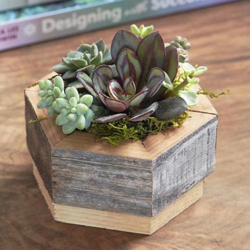 A close up of a small hexagonal succulent planter, made from wood, set on a wooden surface.