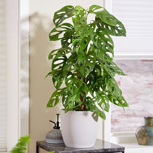 Best Indoor Plants for East Facing Windows 2
