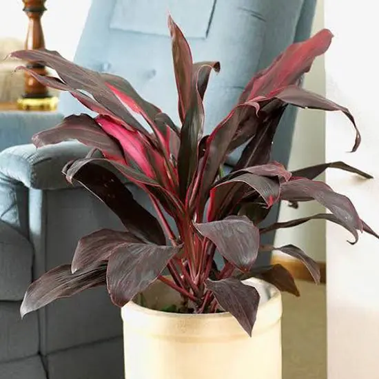Fast Growing Indoor Plants 12