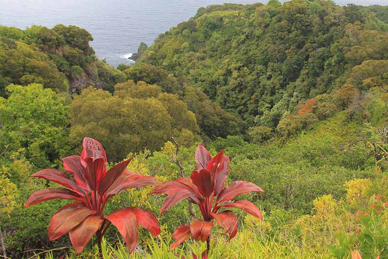 Two large red-leaved Cordyline fruticosa plants, sometimes called "Ti plant" growing wild in Hawaii, with native bush and ocean in the background.