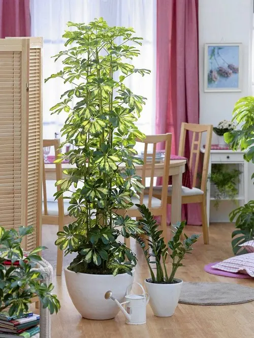 Plantas que aumentan la humedad en interiores 8