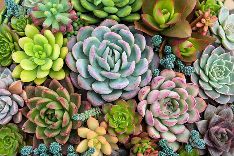 A top down close up of a variety of different succulent plants growing in a container indoors.