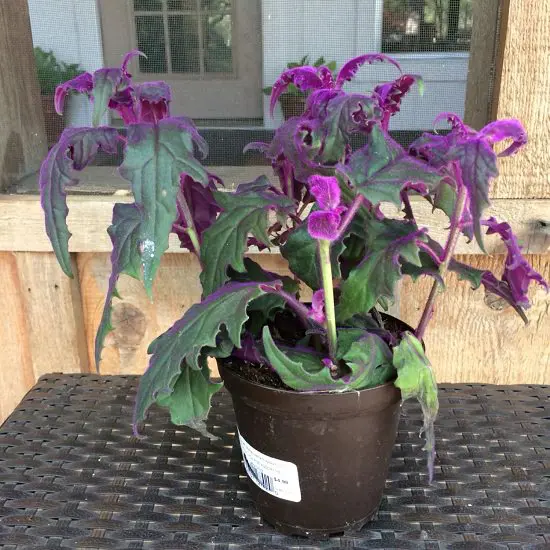 Fast Growing Indoor Plants 8