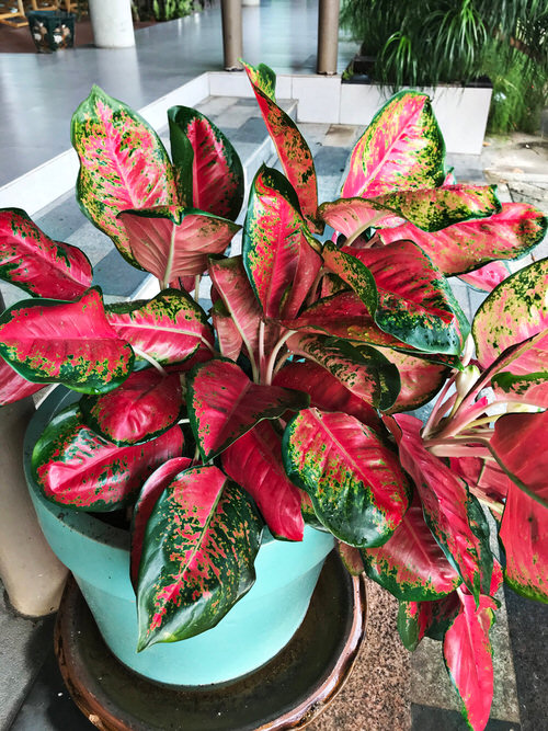 Most Colorful Aglaonemas