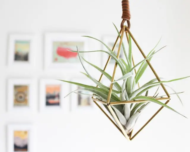air plant