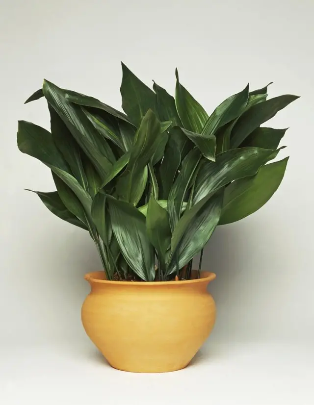 cast-iron-plant