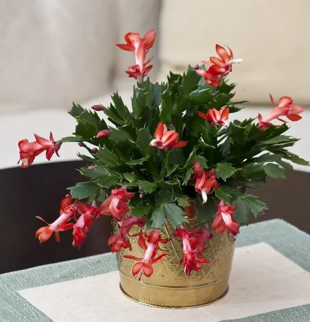 Most Attractive Houseplants for Decorative Purpose 4