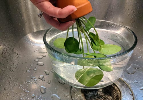 Basic Tips to Clean Your Houseplants 3