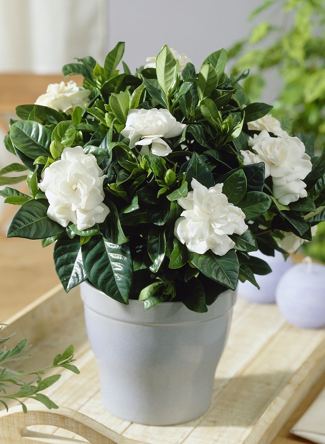 Gardenia in bedroom