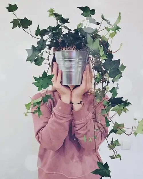 Types of Ivy Houseplants 6