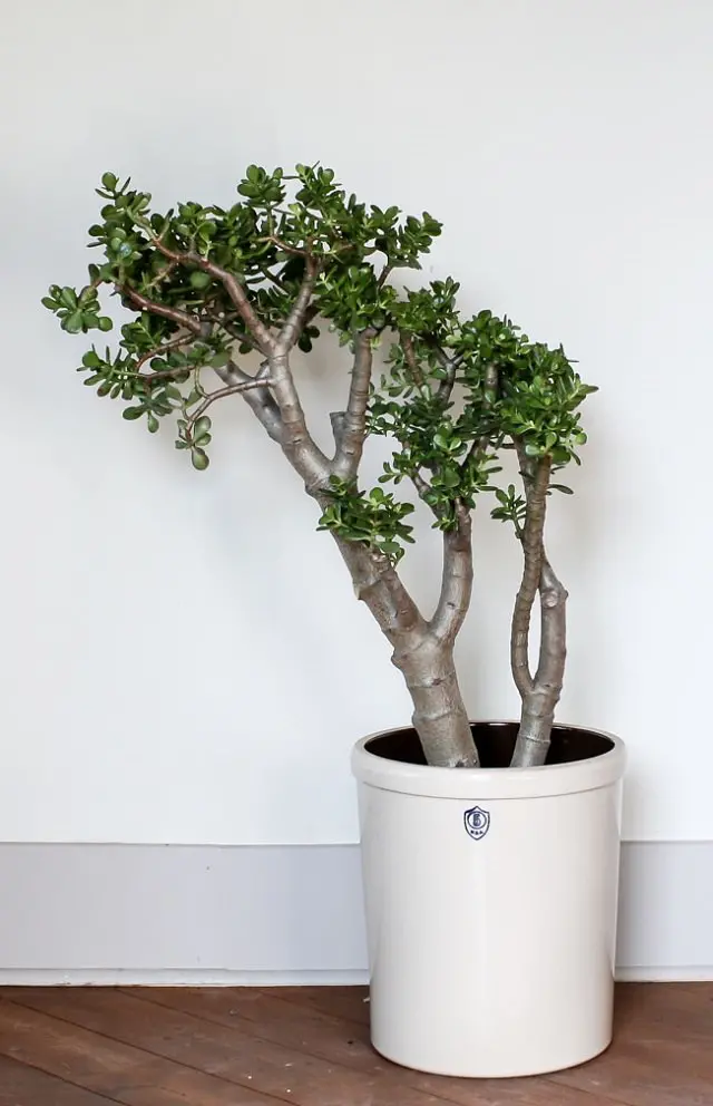 jade-plant-easy-care