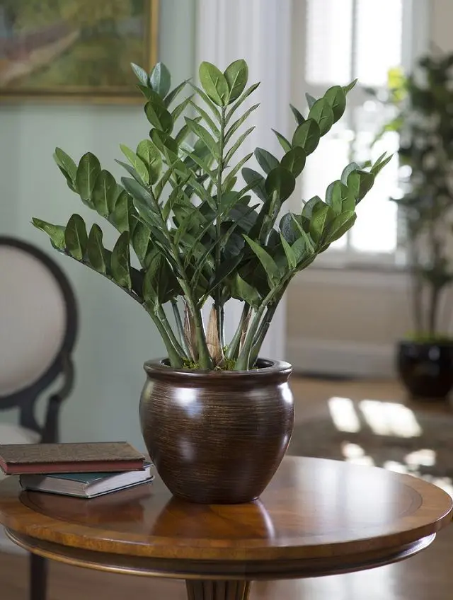 jade plant