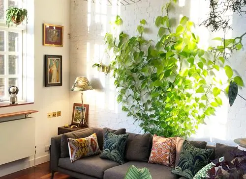Best Indoor Vines & Climbers 2