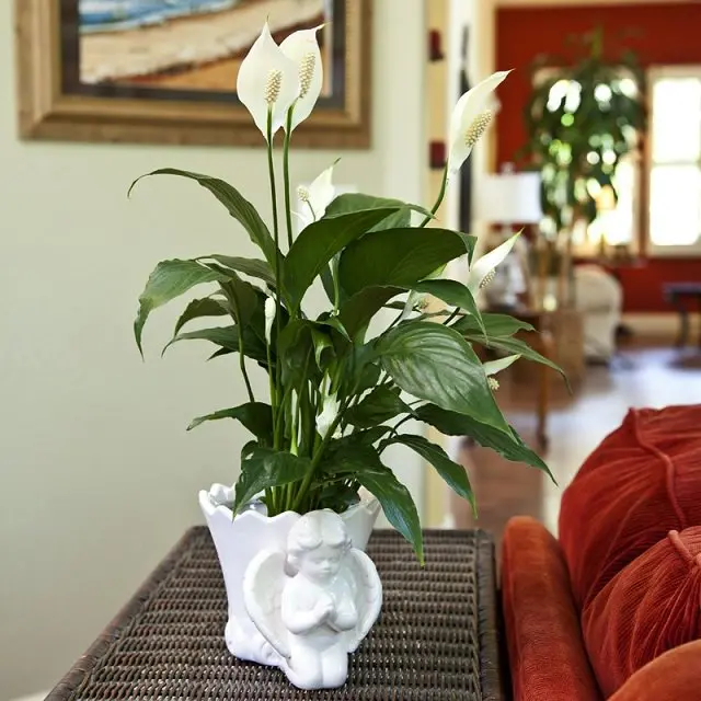 peace-lily