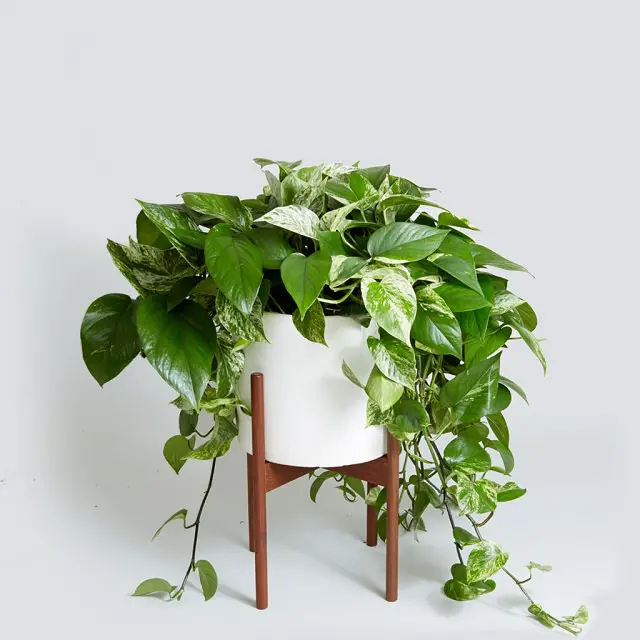 pothos-variegated