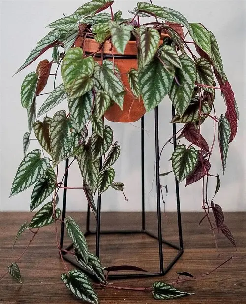 Best Indoor Vines & Climbers 7