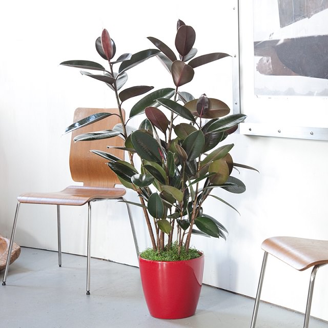 rubber tree plant