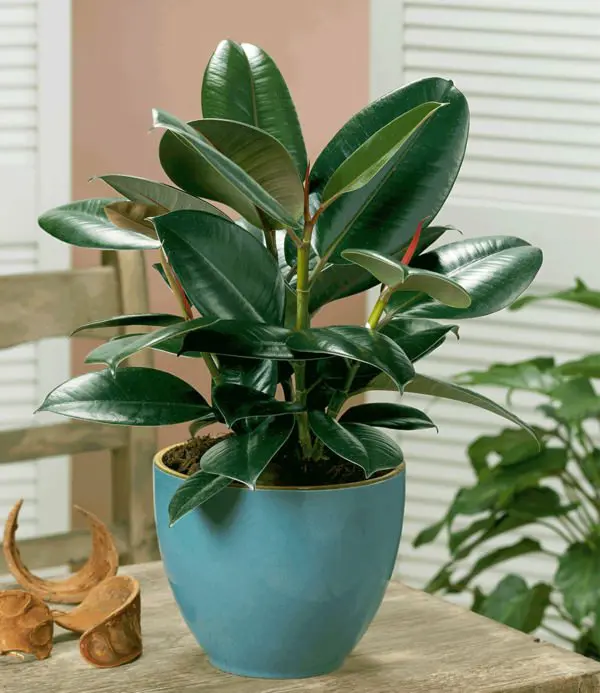 rubber tree