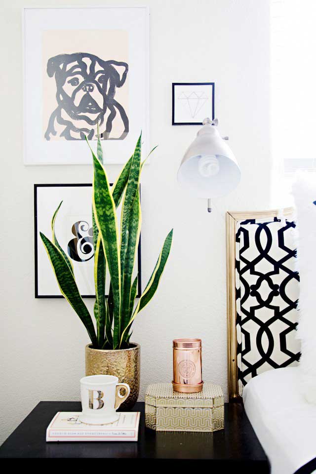 snake-plant-in-bedroom