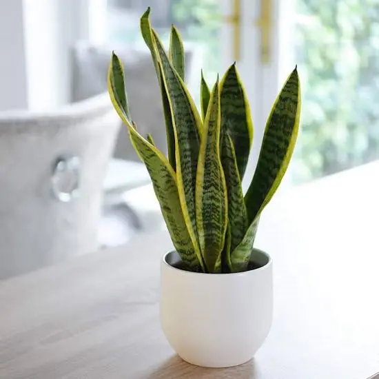 Fast Growing Indoor Plants 6