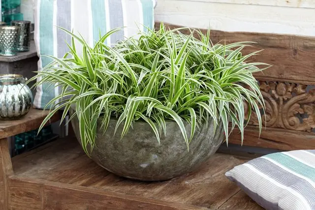 spider-plant-easy-care