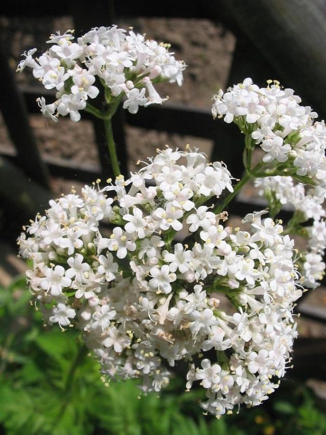 valerian