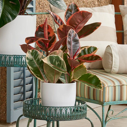 Plants with Colorful New Growth