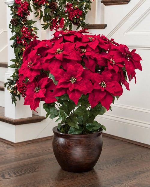 Indoor Plants According to Color Psychology 3