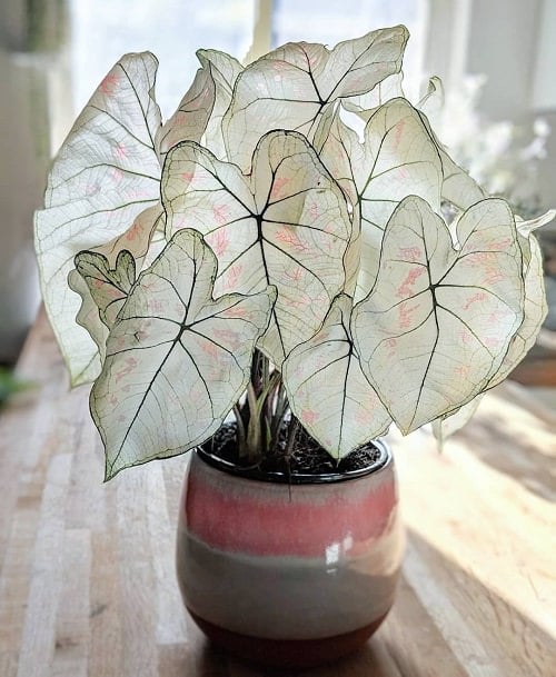 Indoor Plants According to Color Psychology