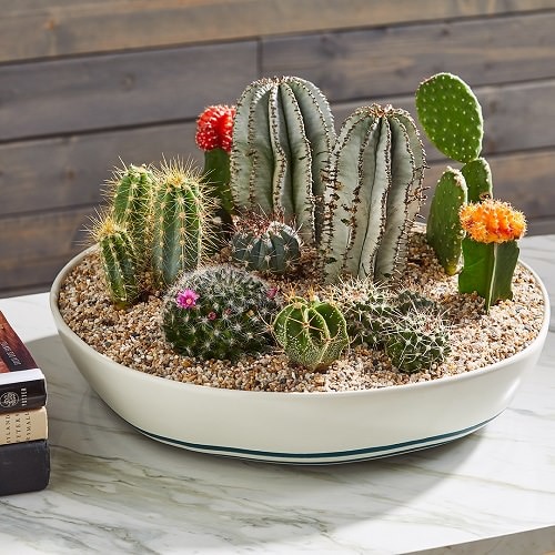Dish Garden Plants 5