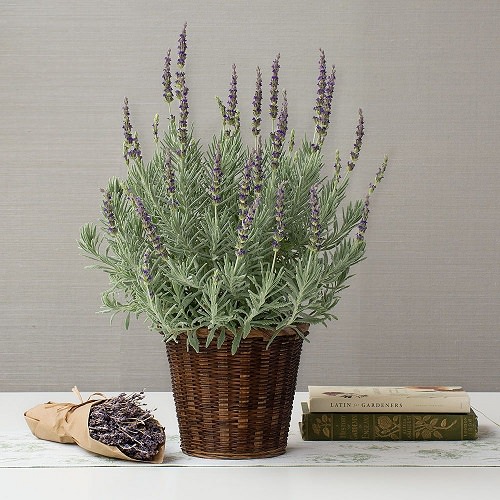 Good Luck Plants that Can Make You Lucky 5