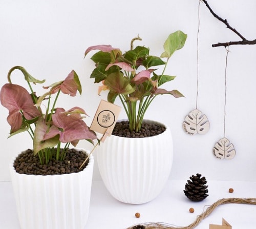 Red Heart Shaped Indoor Plants 6