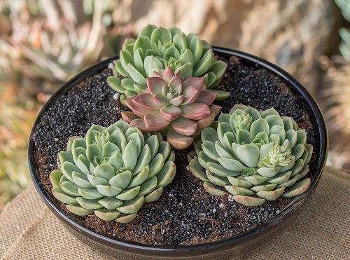 Dish Garden Plants 6