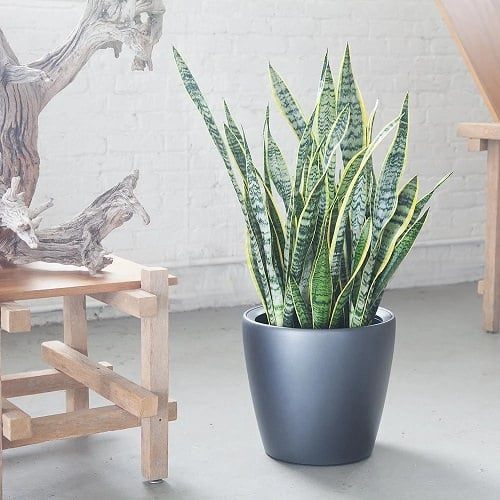 Plants for Anxiety and Depression 7