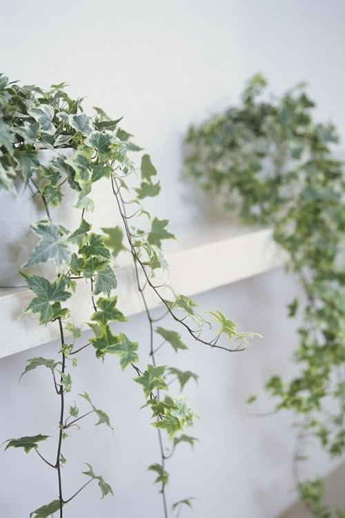 Plants for Anxiety and Depression 8