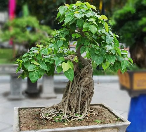 Good Luck Plants that Can Make You Lucky 7