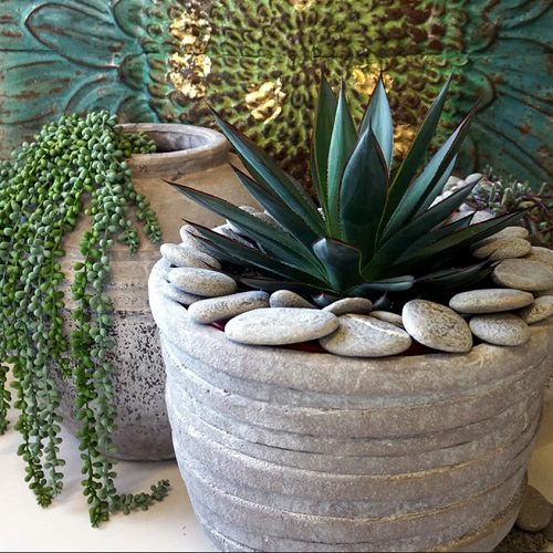 Indoor Plants According to Color Psychology 12