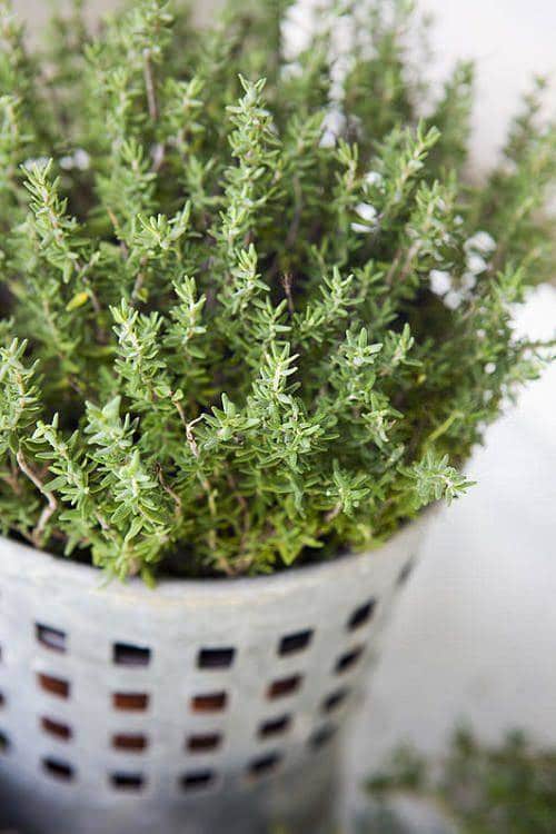 Plants for Anxiety and Depression 2
