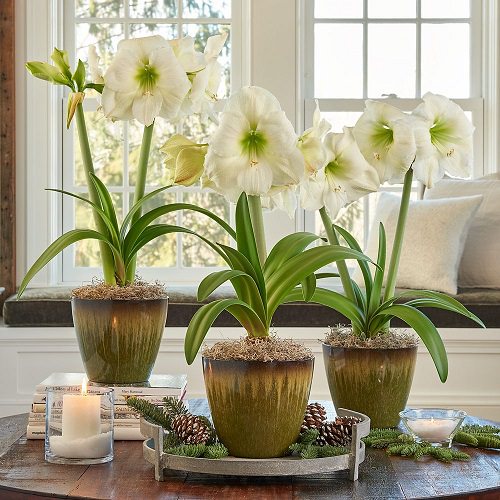 Indoor Plants According to Color Psychology 2