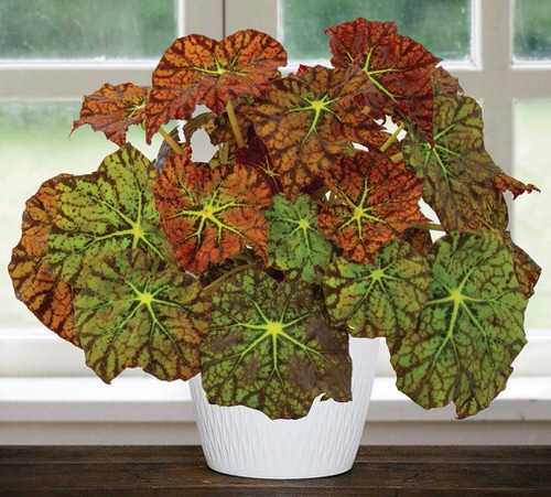 Plants with Colorful New Growth 2