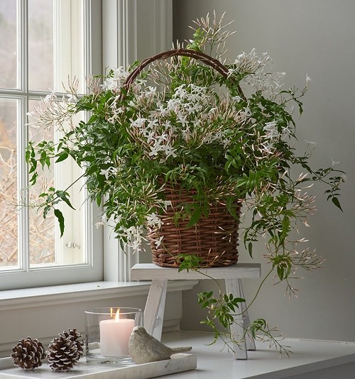 Plants for Anxiety and Depression 3
