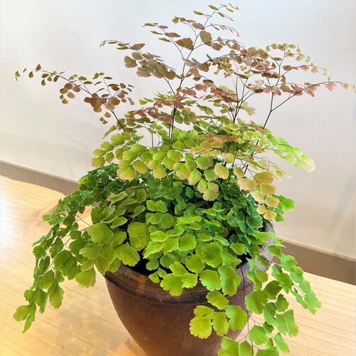 Plants with Colorful New Growth 3