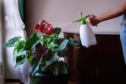 Plants for Anxiety and Depression 4