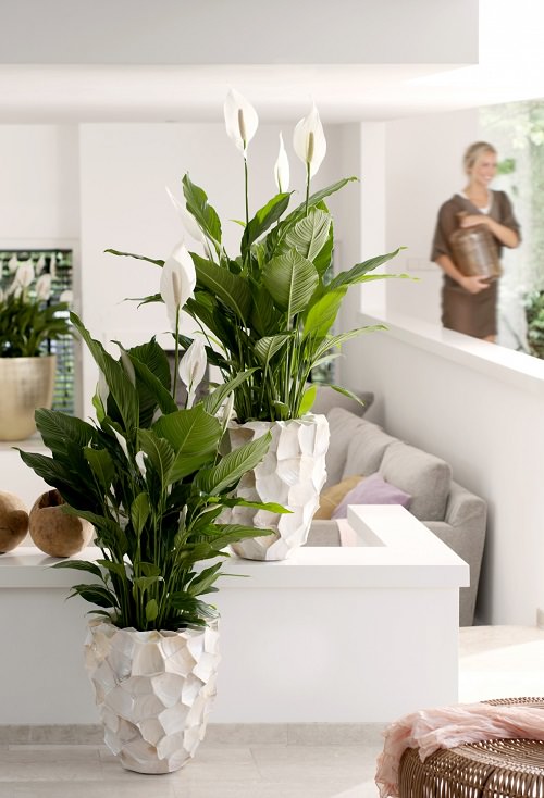 Plants for Anxiety and Depression 5