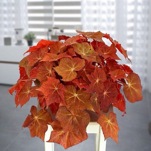 Plants with Colorful New Growth 5