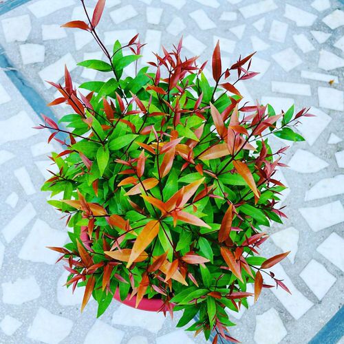Plantas con nuevo crecimiento colorido 8
