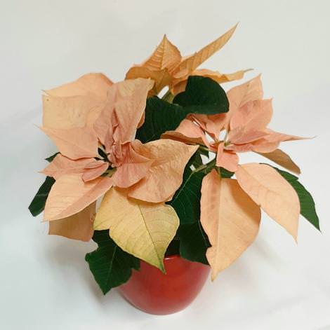 Plants with Colorful New Growth 7