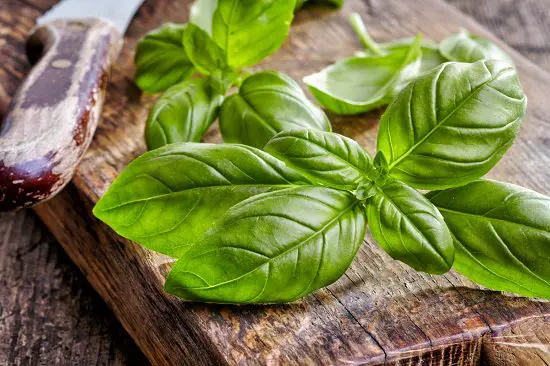 Herbs that Grow from Cutting
