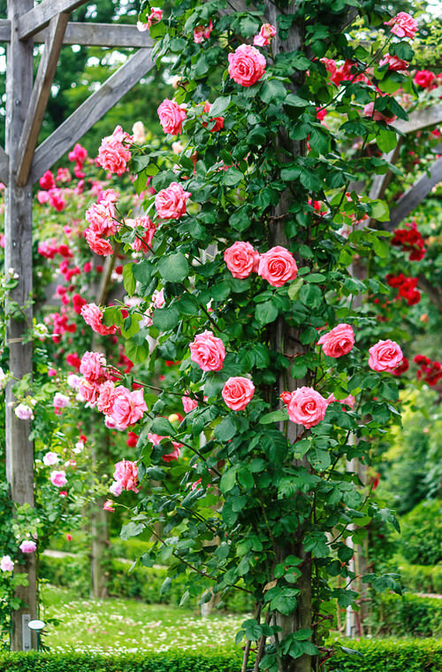 How to Grow Roses Vertically