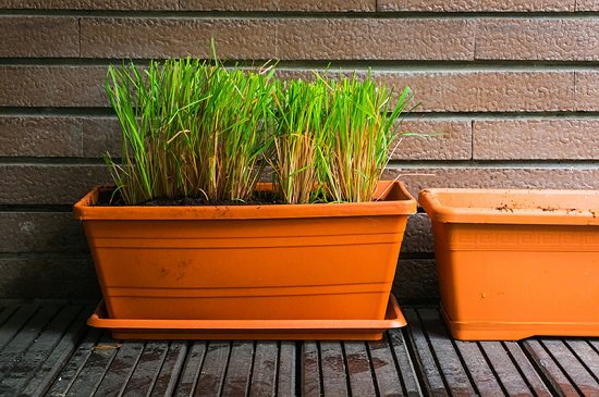 Best Mosquito Repelling Plants